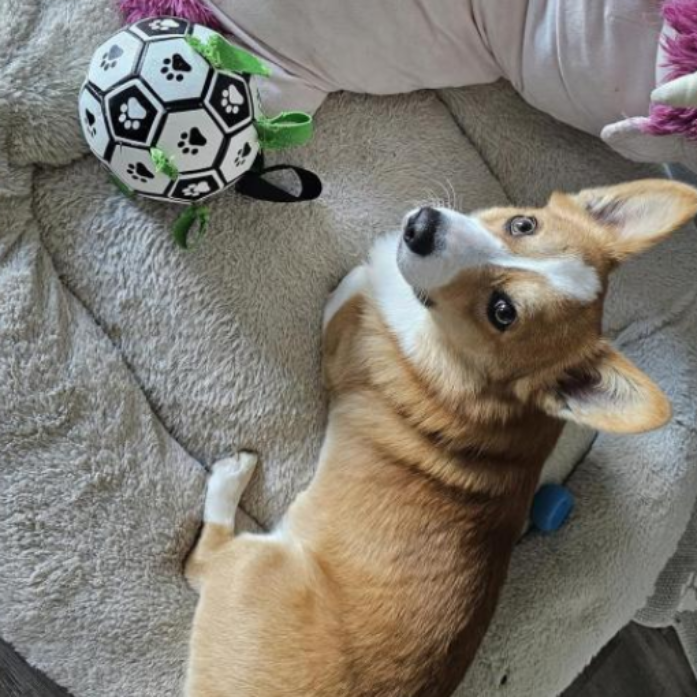 Pelota de Fútbol Duradera para Perros